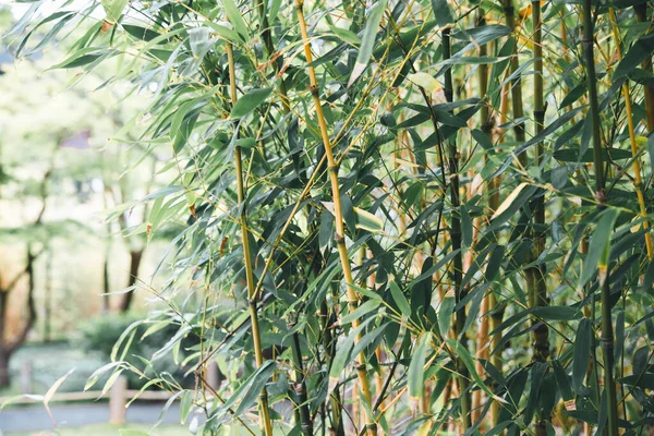 Bahçede bambu, bahçede yeşil bambu yaprakları.