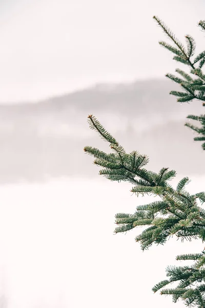 Sisli kış manzarasının arka planında fidan dalları.