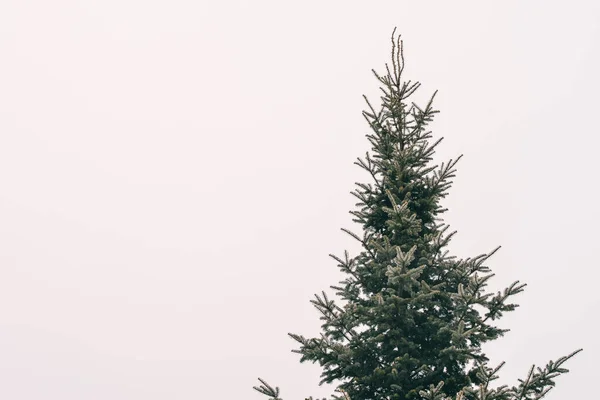 Huysuz bir kış gününde çam ağacının tepesinde.