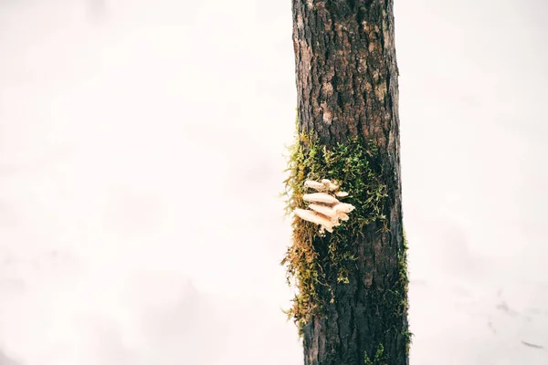 Kışın ormanda ağaçta yetişen mantarlar..
