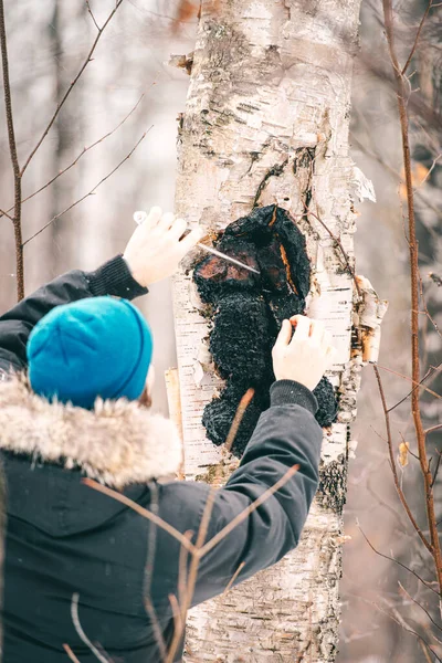 Mavi şapkalı ve siyah ceketli bir adam huş ağacında mantar topluyor..