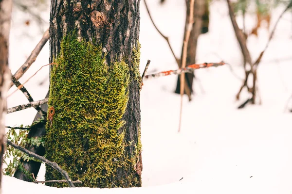 Ağaç gövdesi, kış ormanında yosunla kaplanmış..