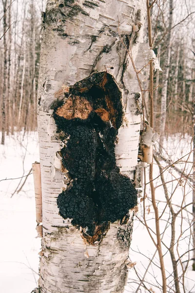 Kış ormanında huş ağacında mantar kabuğu..