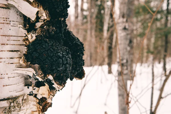 Kış ormanında huş ağacında mantar kabuğu..