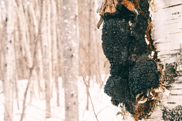 Kış ormanında huş ağacında mantar kabuğu..