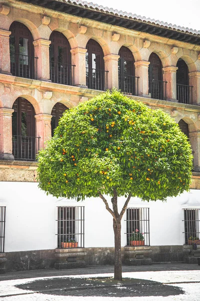 西班牙马拉加 2019年5月23日 西班牙城市街道上的柑橘树 — 图库照片