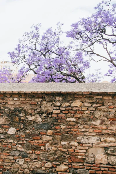 İspanya 'daki eski taş duvarın arkasındaki mor jakaranda ağacı..