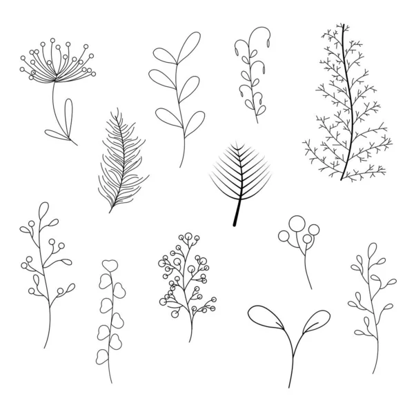 Collection Plantes Dessinées Main Pour Diviseur Ornement Cadre Dessin Main — Image vectorielle