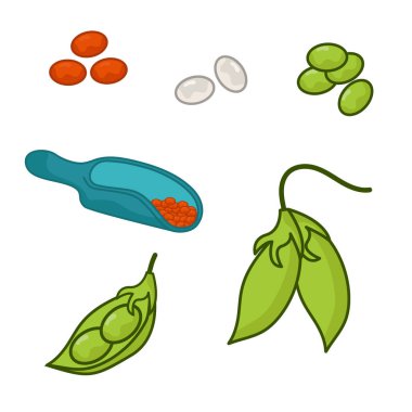 Bir çift farklı mercimek. Baklagillerin dünyası.