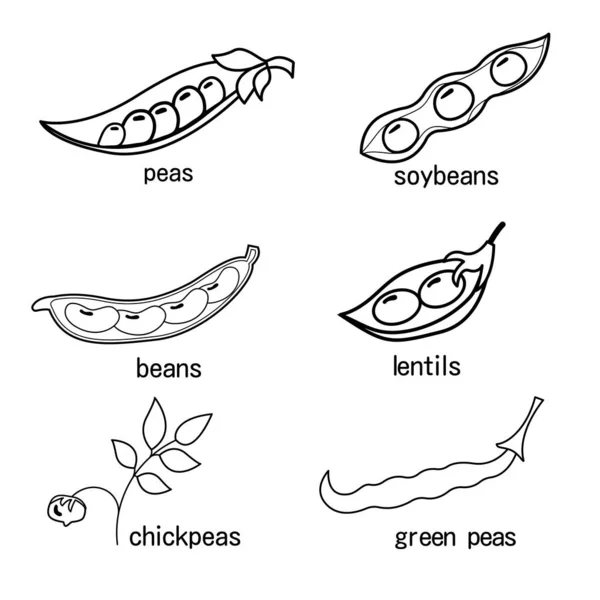 一套豆科植物的轮廓 豌豆小扁豆小扁豆鹰嘴豆青豆 — 图库矢量图片