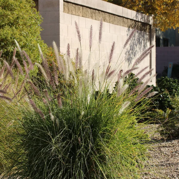 密集而坚固的丛生喷泉草生长在亚利桑那州的郊区路边 — 图库照片