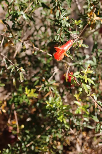 Rød Granatæble Blomst Stikker Små Kviste Grønne Blade - Stock-foto