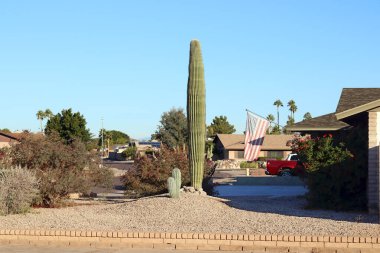 Amerika 'nın güneybatısında güçlü Saguaro kaktüsleri Xeriscaped ön bahçesinde yaşıyor, Phoenix, Arizona