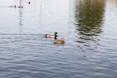 Bir çift renkli kahverengi-yeşil-beyaz-kahverengi-beyaz ve kahverengi-beyaz tüylü ördekler karanlık bir göl suyunda yüzüyor. 