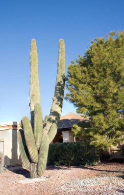 Desert living style with a signature state cactus of Saguaro and desert tolerant pine tree with xeriscaped frontyards in Phoenix, AZ