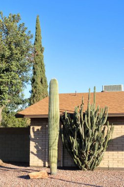 Arizona xeriscaped front-yard with Saguaro, Trichocereus and a boulder on brownish desert-like gravel ground