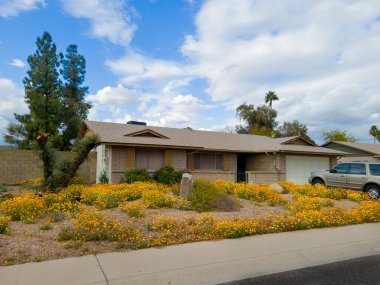 Typical street view of Arizona front yard in winter covered with a blooming carpet of African Daisies