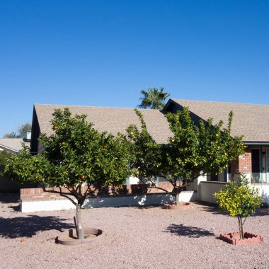 Ripe orange and lemon fruits hanging in the dense crown of the citrus trees in  Arizona front yard garden in winter