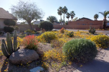 Back lit shot of xeriscaped southwestern style front yards with waves of green, yellow and red colors created by drought tolerant plants in Phoenix, Arizona