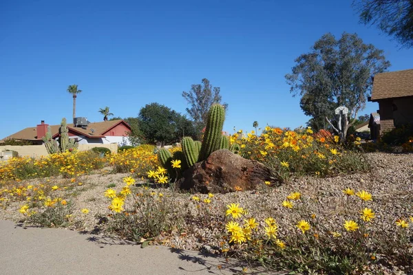 Arizona city landscape with waves of green, yellow and red colors created by drought tolerant plants in xeriscaped road sides