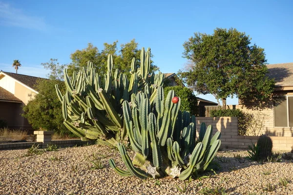 Cactus Seto Maduro Cereus Repandus Manzana Peruana Con Una Sola — Foto de Stock