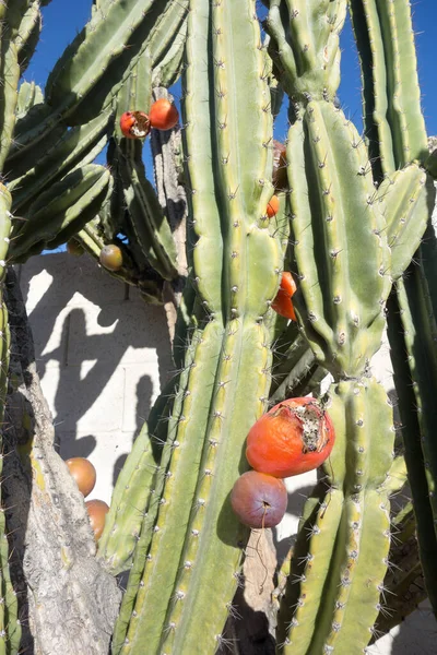 Kaktus Żywopłotowy Cereus Repandus Lub Kaktusy Peruwiańskie Dojrzałymi Czerwonymi Owocami — Zdjęcie stockowe