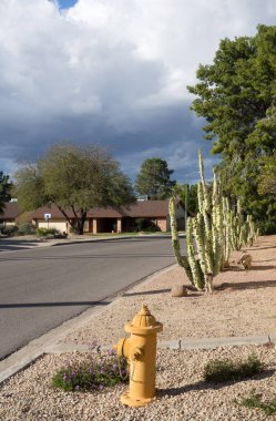 Xeriscapli yolda sarı su hidratı Totem Pole kaktüsüyle birlikte Phoenix, Arizona 'daki diğer kuraklığa dayanıklı bitki ve ağaçlarla birlikte.