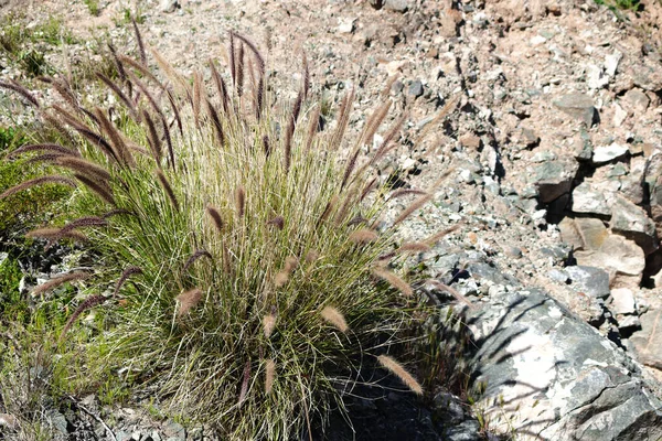 Grupo Hierba Fuente Pennisetum Setaceum Creciendo Arizona Xeriscaped Lado Carretera — Foto de Stock