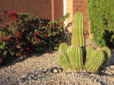 Arjantin Dev Kaktüsü veya Echinopsis Cancancancanslow-to-ground Xeriscaped ön bahçesinde büyüyen kaktüs