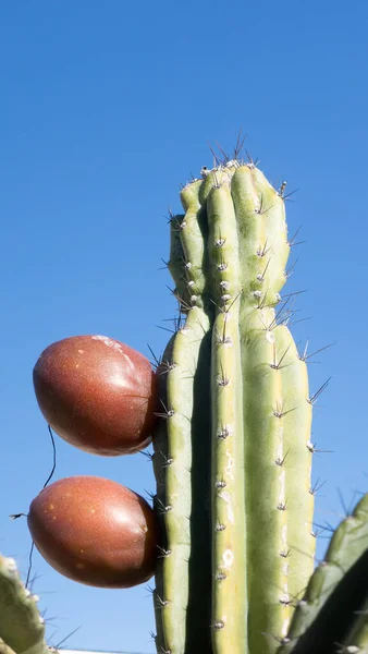 Kolczaste Żebra Kaktusa Cereus Repandus Lub Peruwiańskiego Kaktusa Jabłkowego Dojrzałymi — Zdjęcie stockowe