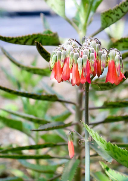 Kalanchoe Daigremontiana Suculenta También Conocida Como Madre Miles Devils Flor —  Fotos de Stock