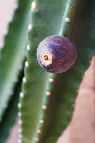 Dojrzały Fioletowy Owoc Kaktusa Cereus Przymocowany Głęboko Zielonych Żeber Bez — Zdjęcie stockowe