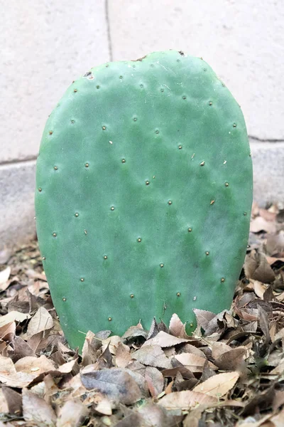 stock image Edible green paddle of Nopales cactus growing in Arizona backyard