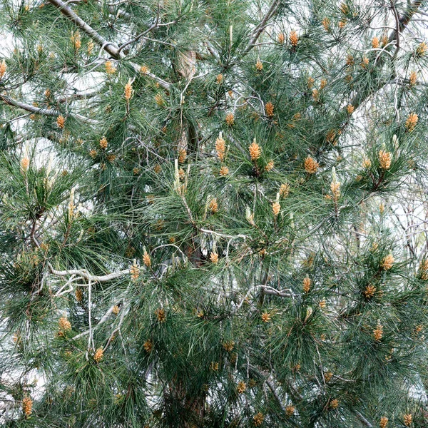 Baby Pine Cones Sprouting All Coniferous Tree Branches Early Spring — Stock Photo, Image