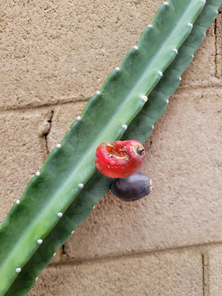 Dojrzałe Czerwone Fioletowe Owoce Kaktusa Cereus Przymocowane Głęboko Zielonych Żeber — Zdjęcie stockowe