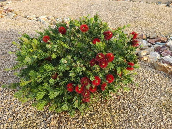 春天里 一丛簇矮小的Callistemon花 也叫Bottlebrush或Little John植物 — 图库照片