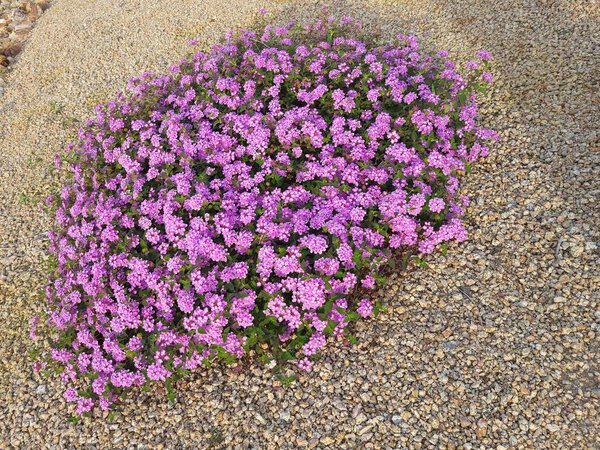 Close up of flowering shrub of Lantana Montevidensis used in desert style xeriscaping