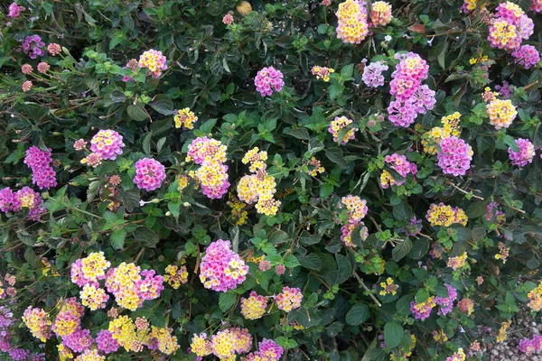 Blooming Lantana Montevidensis Used Desert Style Xeriscaping Natural Colorful Backdrop — Stock Photo, Image
