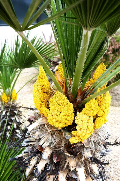 Palmera Flor Con Racimos Estrechos Flores Amarillas Cerca Parte Superior —  Fotos de Stock