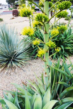 Phoenix, Arizona Xeriscaped şehir caddesinde kuraklığa dayanıklı çöl bitkileri var.