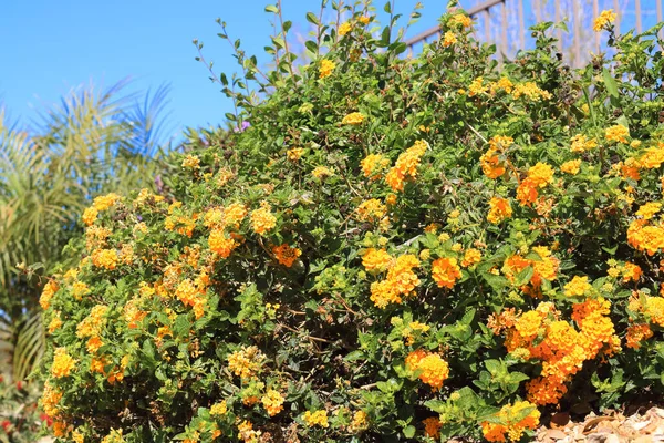 stock image Golden thicket of a yellow perennial Lantana Camara shrub also known as Common Lantana, closeup