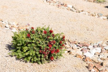 Çiçek açan cüce Callistemon ile Xeriscaplı zemin Bottlebrush veya Küçük John bitkisi, nehir kayaları ve çöl çakılları olarak da bilinir.