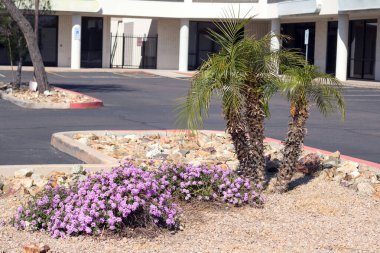 Xeriscaped parking lot entrance with flowering Trailng Lantana Montevidensis and Pigmy Palms used in desert style landscaping combined with gravel and rocks clipart
