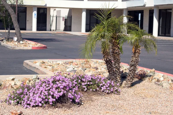 Xeriscaped停车场入口与开花的Trailng Lantana Montevidensis和Pigmy棕榈用于沙漠风格的景观与砾石和岩石相结合 图库图片
