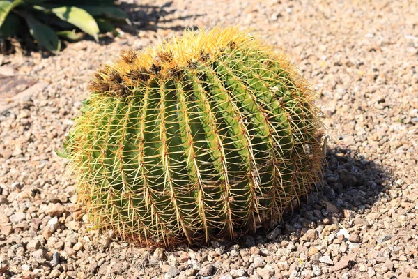 Xeriscaping Estilo Desierto Con Cactus Redondo Barril Grava —  Fotos de Stock