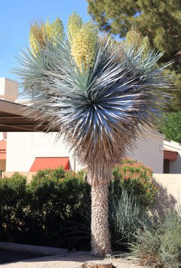 Baharda, Phoenix, Arizona 'da güzel çiçeklerle dolu Mavi Yucca ya da Yucca.