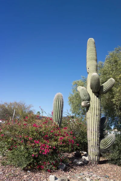 Paysage Naturel Sud Ouest Avec Cactus Saguaro Bougainvillea Phoenix Arizona — Photo