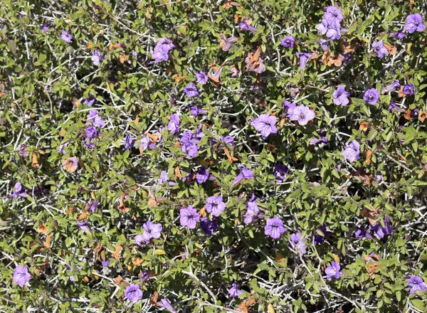 Xeriscaped Ground Flowering Shrub Lantana Montevidensis Used Desert Style Landscaping — Stock Photo, Image