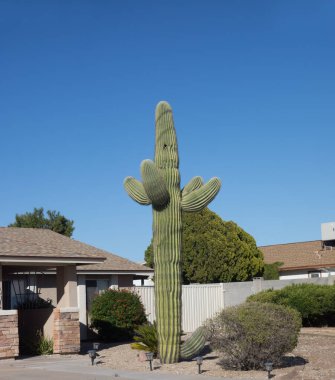 Saguaro kaktüsü, Phoenix, Arizona 'daki yerleşim yerinin güneybatı tarzı manzarası.