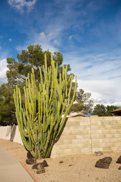Arizona Xeriscaped Street Trichocereus Cactus Rock Brownish Desert Grabe Ground — 스톡 사진